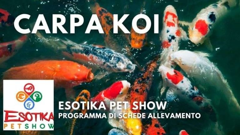 Set Di Carpe Di Koi Di Pesce Giapponese. Animali Della Corona. Disegno