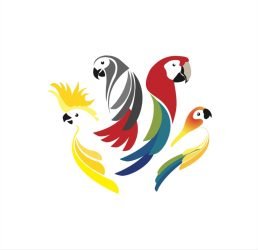 ALLEVAMENTO-PAPPAGALLI-TOSCANAALLEVAMENTO-ANGELOTTI