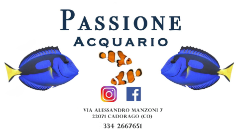Alessandro-Wanh
