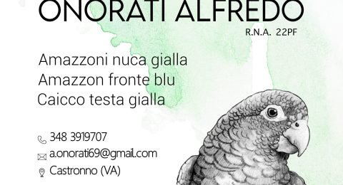 Alfredo-Onorati