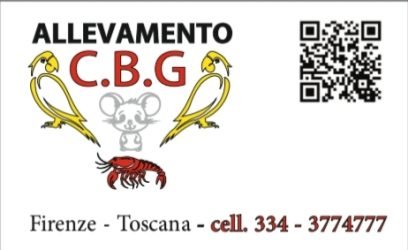 Allevamento-C.B.G