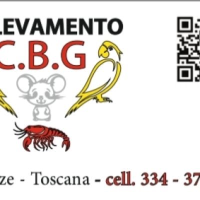 Allevamento-C.B.G