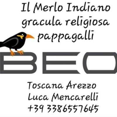 Allevamento-Luca-Mencarelli-Allevamento-pappagalli-il-Merlo-Indiano