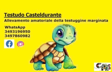 Allevamento-amatoriale-Testuggine-Marginata
