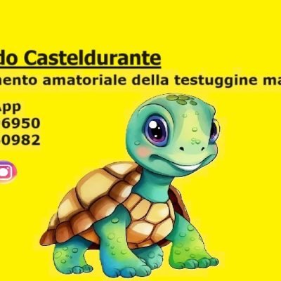 Allevamento-amatoriale-Testuggine-Marginata