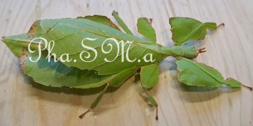 Allevamento-amatoriale-di-insetti-fasmidi-e-quaglie