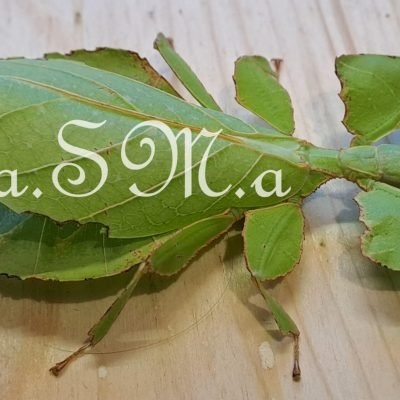 Allevamento-amatoriale-di-insetti-fasmidi-e-quaglie