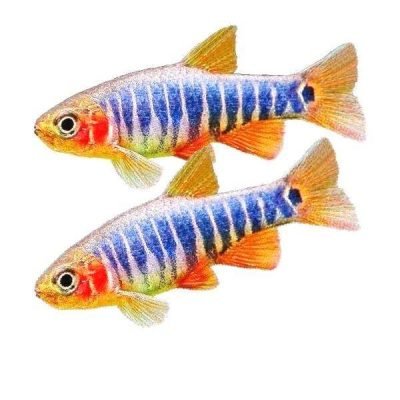 Allevamento-privato-di-pesci-ornamentali