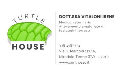 Allevatore-amatoriale-di-testuggini-terrestri-e-medico-veterinario