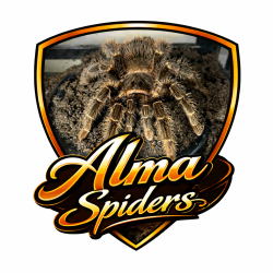 Alma-Spiders
