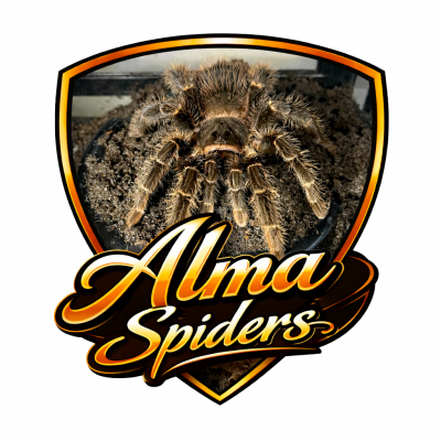 Alma-Spiders