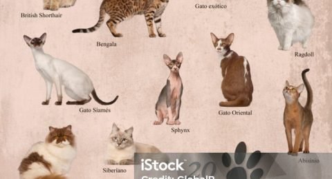 Cat breeds poster in Spanish
