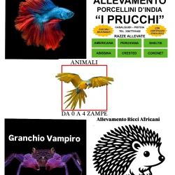 Animali-da-0-a-4-zampeDavid
