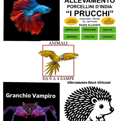 Animali-da-0-a-4-zampeDavid