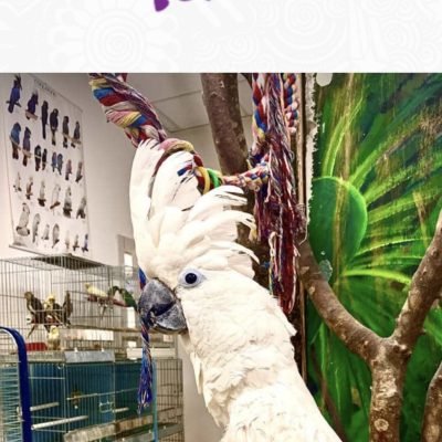 Animali-felici-di-Chiara-Sgarbossa-Animalifelici-