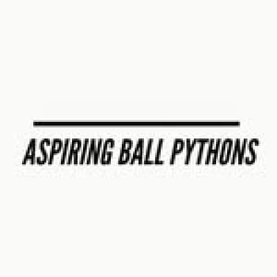 Aspiring-Ball-Pythons