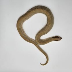 Delta-genetic--1