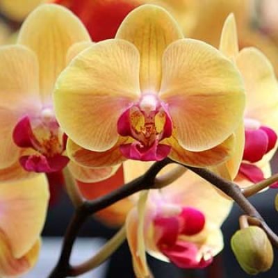 Domenico-De-MartinoDomenico-De-Martino-