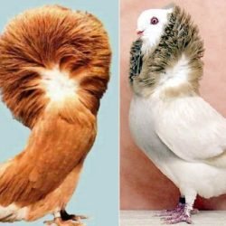 ELEN-PIGEONS