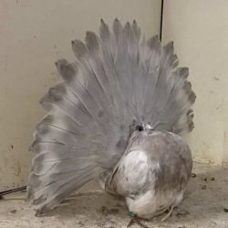 Elen-pigeons