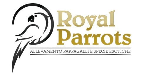 Enrico-Zimbelli-