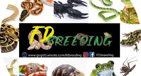 FDbreeding-Flavio-Daniele-Pasquazzo