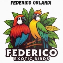 Federico-Pappagalli-