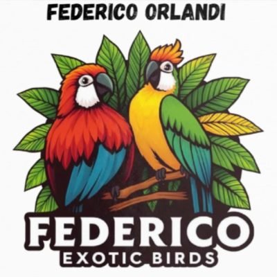 Federico-Pappagalli-