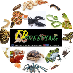 Flavio-Daniele-PasquazzoFlavio-Daniele-Pasquazzo