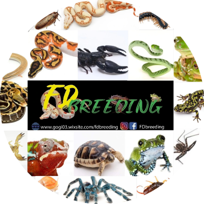 Flavio-Daniele-PasquazzoFlavio-Daniele-Pasquazzo