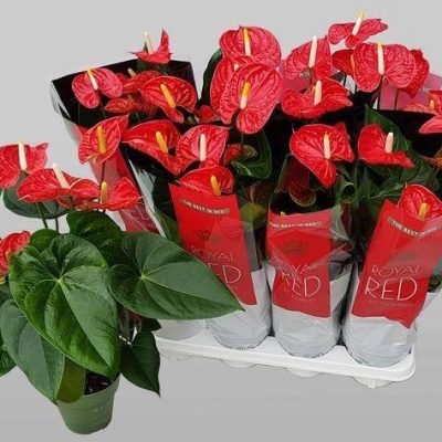 Floricoltura-Manfrin-Renzo