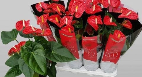 Floricoltura-Manfrin-Renzo