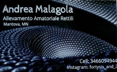 Fortysix-2-reptiles-di-Andrea