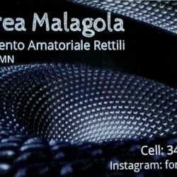 Fortysix-2-reptiles-di-Andrea
