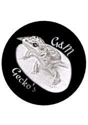 GM-Geckos