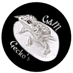 GM-Geckos