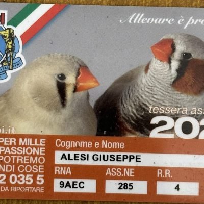 Giuseppe-Alesi-
