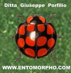Giuseppe-Porfilio-Ditta-Giuseppe-Porfilio-
