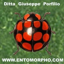 Giuseppe-Porfilio-Ditta-Giuseppe-Porfilio-