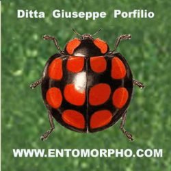 Giuseppe-PorfilioEntomorpho