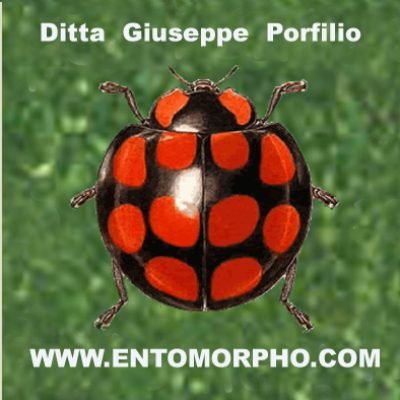 Giuseppe-PorfilioEntomorpho