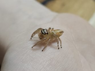 Grzegorz-Mikolajewski-