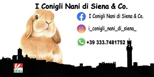 I-conigli-nani-di-siena-e-co