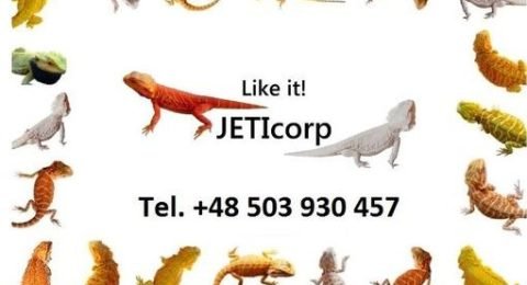Jeticorp-Gregorz