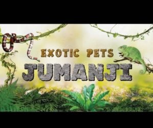 Jumanji-di-Gallo-Domenico-