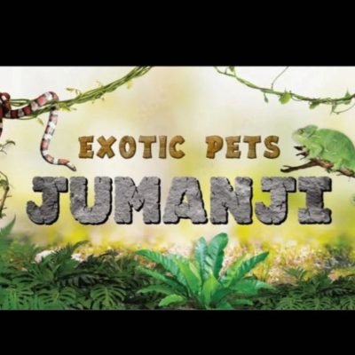 Jumanji-di-Gallo-Domenico-