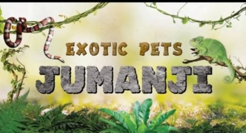 Jumanji-di-Gallo-Domenico-