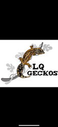 LQ-Geckos