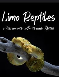 Limo-Reptiles