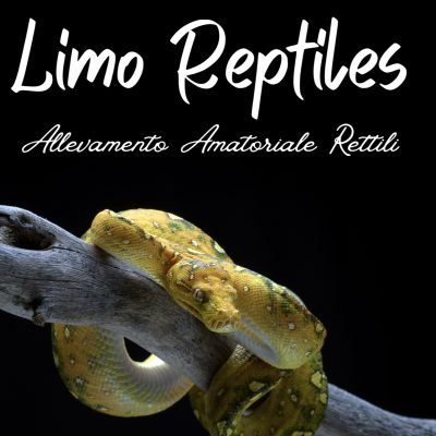 Limo-Reptiles